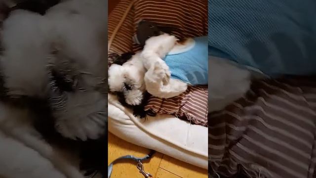 #Shortsもっと遊んで欲しいシーズー。去勢手術後、こんなに元気になりました смотреть онлайн