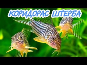 КОРИДОРАС ШТЕРБА. СОДЕРЖАНИЕ И РАЗВЕДЕНИЕ В АКВАРИУМЕ.