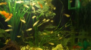 Гуппи "Красный блондин"