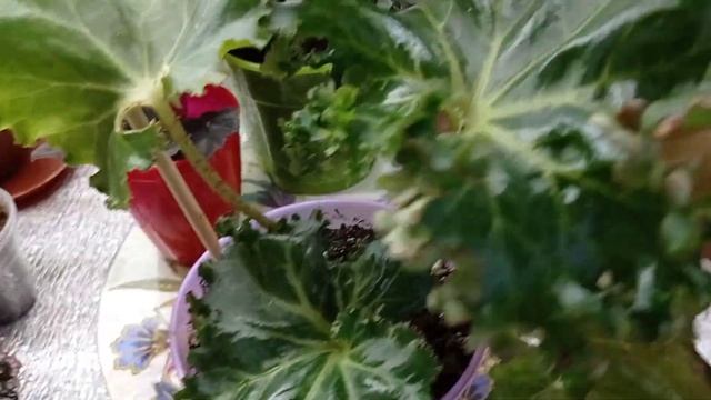 Комнатные цветы, бегонии. ??? смотреть онлайн