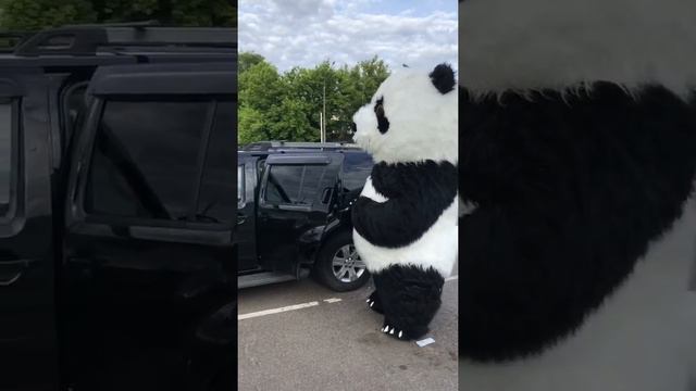 TikTok видео. Мы открываем бизнес, мы будем делать бабки. Богатая панда!!! 🐼