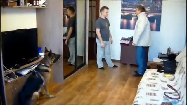 Охрана квартиры собакой смотреть онлайн