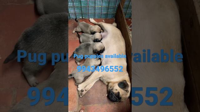 Pug puppies available in Nagercoil 9943496552