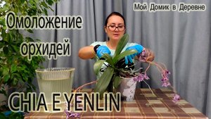 ДЕЛЕНИЕ ОРХИДЕИ CHIA E YENLIN _ МЕГА РОЗЕТКА 19 ЛИСТЬЕВ