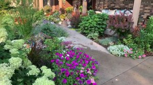 🌼 Early August Front Garden Tour // Perennial Garden Tour // hydrangeas, oriental lilies 🍀 zone 4 🌱