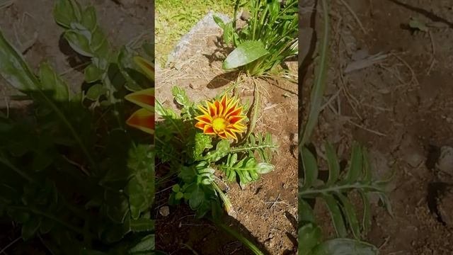 Гацания солнечный свет.?
