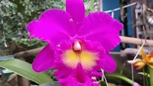 Cattleya Pink Empress