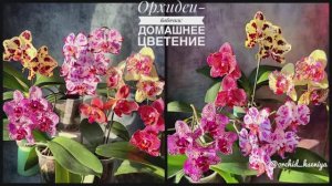 Орхидеи-бабочки: OX Sponge Bob,Magic art,Spot Leopard,Aleksandra,Chialin Rainbow,Cherry Bomb ES-2