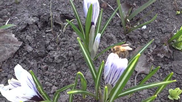 Наши первые весенние цветы КРОКУСЫ смотреть онлайн