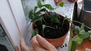 Сциндапсус (эпипремнум) золотистый. Как получить пышный куст? ?