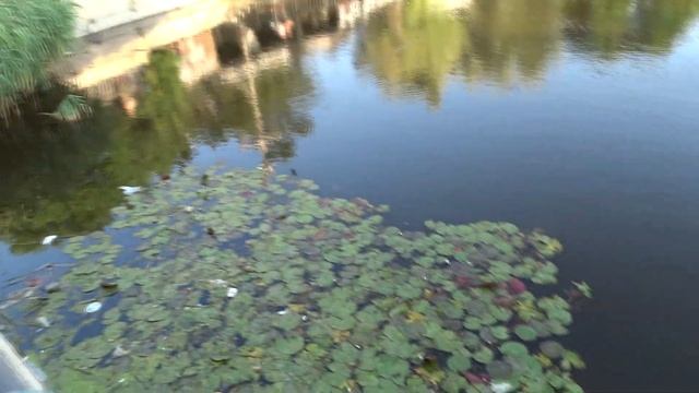 рыбалка в Краснодарском крае на реке Пеленгас Лобан на удочку Анапа июль 2021 смотреть онлайн