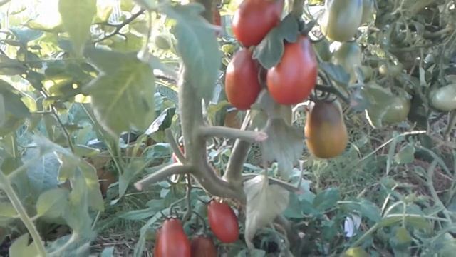 Томат ГРАНАТОВАЯ КАПЛЯ смотреть онлайн