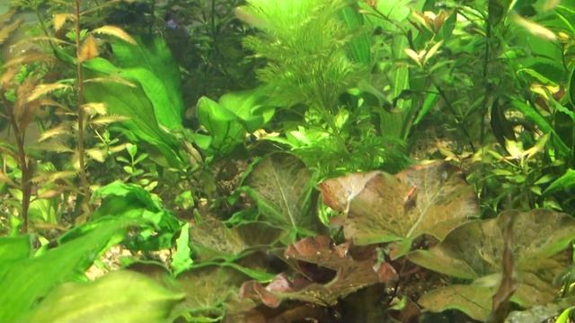 Растения выделяют кислород после подачи углекислоты. смотреть онлайн