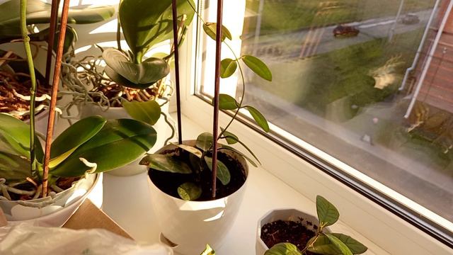 Новинки Хой 😍💚 Распаковка 🌱 смотреть онлайн