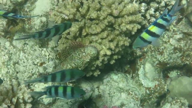 Бородатый скорпенопс смотреть онлайн