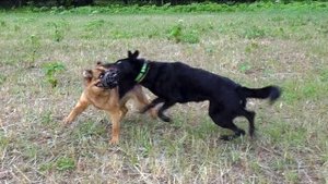 Когда собаки дерутся, что делать? Выпуск 9.