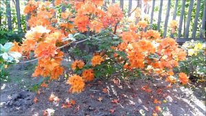 месяц май заморозки,болезни и цветение рододендрона