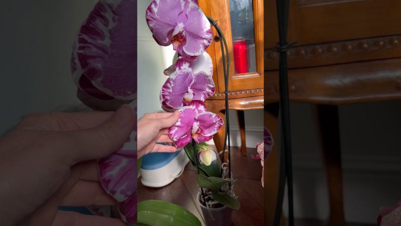 Теперь и у меня! #орхидеи #орхидеидома #phalaenopsis #orchid #орхідеї #квіти #sacrifice