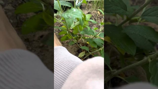 Нормировка метельчатой гортензии, после низкой обрезки смотреть онлайн