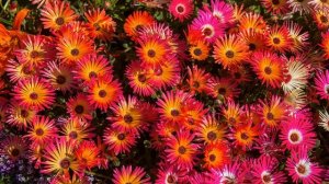Картинка цветы. Мезембриантемум, суккулентное растение. Bunga gambar. Mesembryantemum