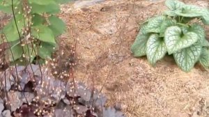 Обзор гортензий\ Почвопокровные и другие растения - компаньоны гортензий\ Что купила опять?