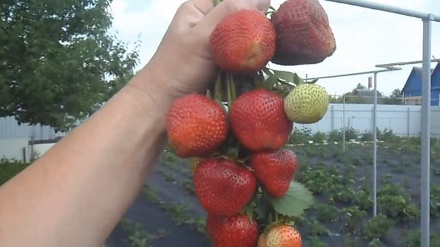 КЛЕНСИ . Красивый и вкусный сорт клубники. смотреть онлайн