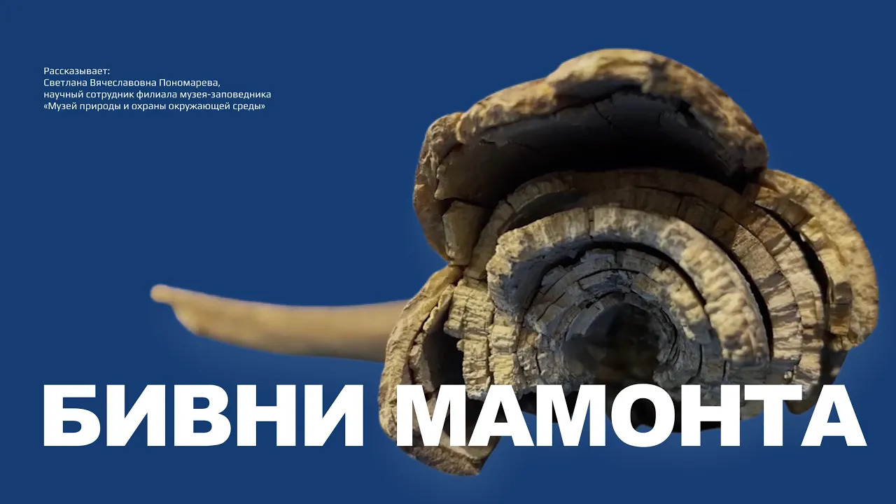 Бивни мамонта