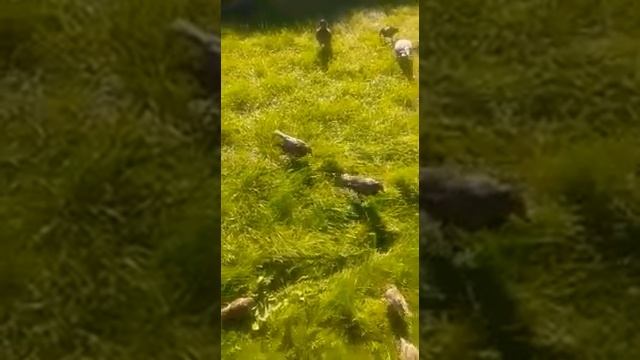 Где обедал воробей? смотреть онлайн