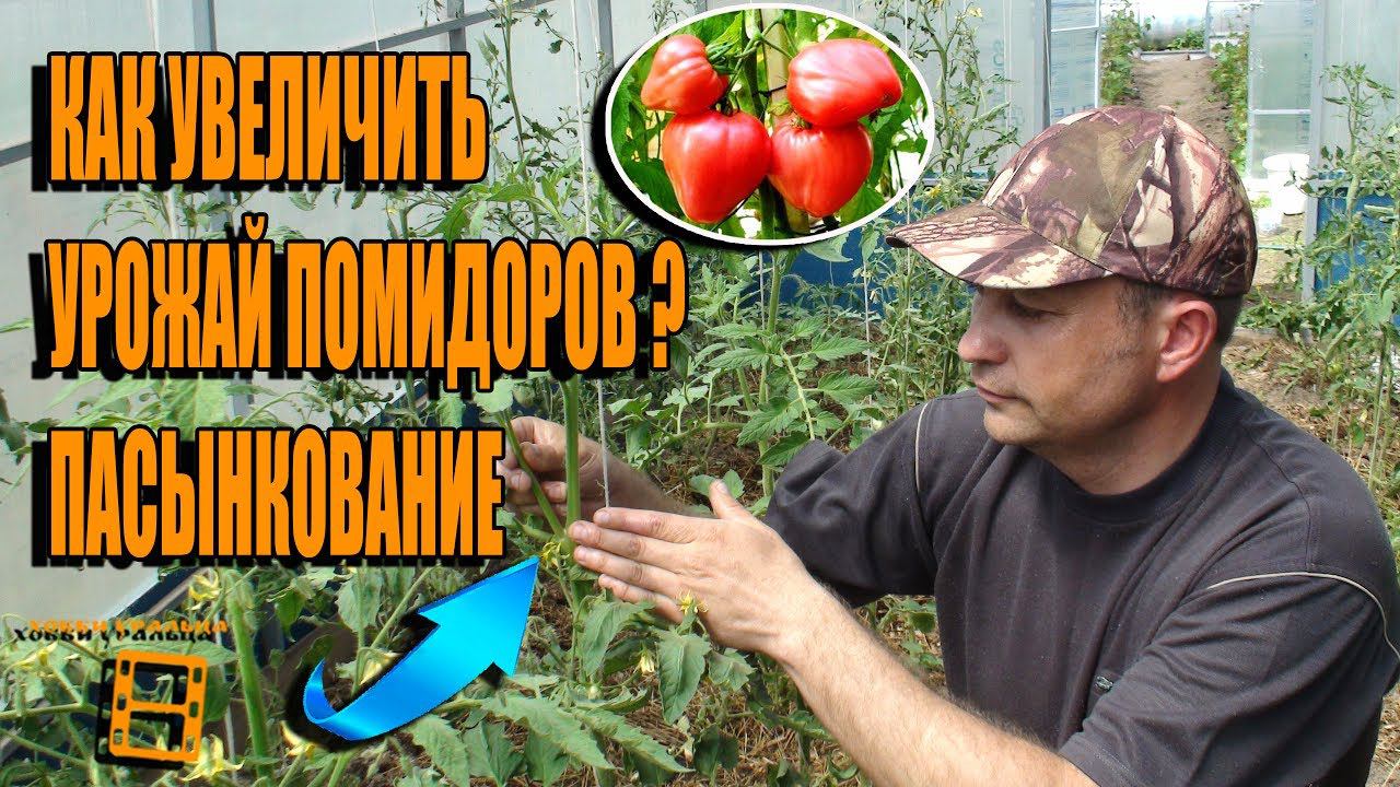 ПАСЫНКОВАНИЕ ПОМИДОРОВ. КАК УВЕЛИЧИТЬ УРОЖАЙ ТОМАТОВ? САД (ОГОРОД) И ТЕПЛИЦА