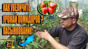 ПАСЫНКОВАНИЕ ПОМИДОРОВ. КАК УВЕЛИЧИТЬ УРОЖАЙ ТОМАТОВ? САД (ОГОРОД) И ТЕПЛИЦА