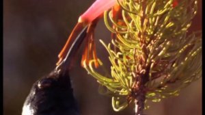 How is Erica plukenetii pollinated?