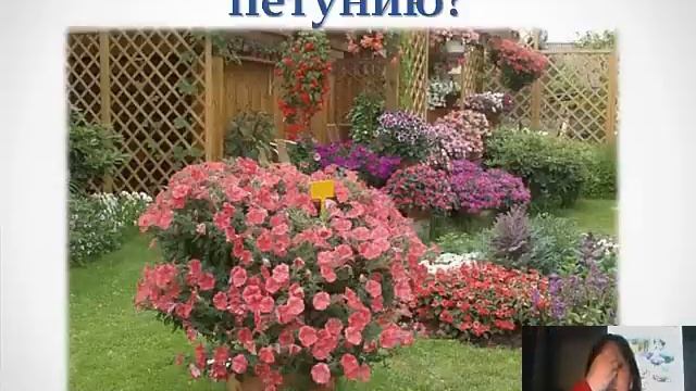 Петуния и Лобелия 2015 смотреть онлайн