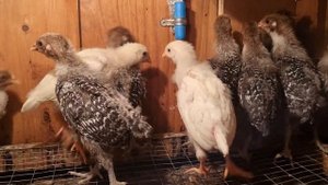 Порода кур Леггорн. Цыплята. Что надо знать? Leghorn chicken breed. Chickens.