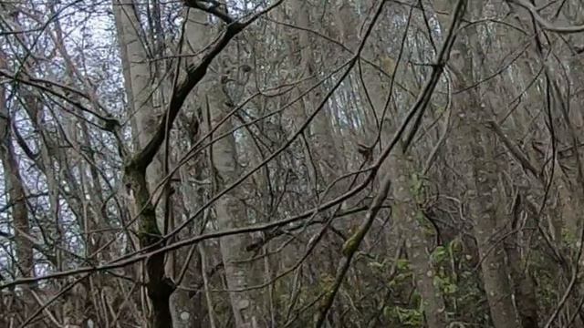 три выжлы смотреть онлайн