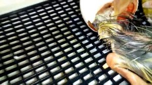 Обсыхаем после вылупления# первые часы жизни гусят