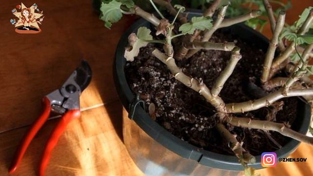 Хотите, чтобы Герань Пышно Цвела Круглый Год? - Делайте Так! смотреть онлайн