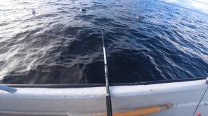 Лучший день за всю неделю Морской Рыбалки в Норвегии, Рыбалка и Отдых на острове Хитра.