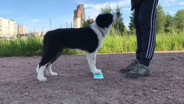 Тренировка щенка для танцев с собаками смотреть онлайн