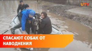 Фонд помощи животным и компания «Уфанет» спасали собак и кошек от наводнения в Оренбургской области