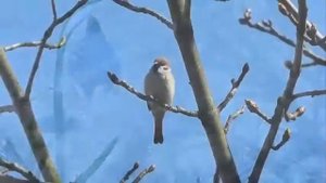 Классическая Музыка. Шопен. Лучшее