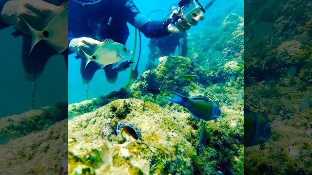 Дайвинг Тунис 2019 смотреть онлайн