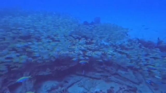 Сейшелы. Seychelles. 塞舌尔。 86