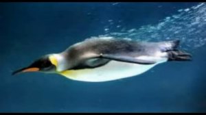 Дистанционное занятие "Животные Антарктиды"