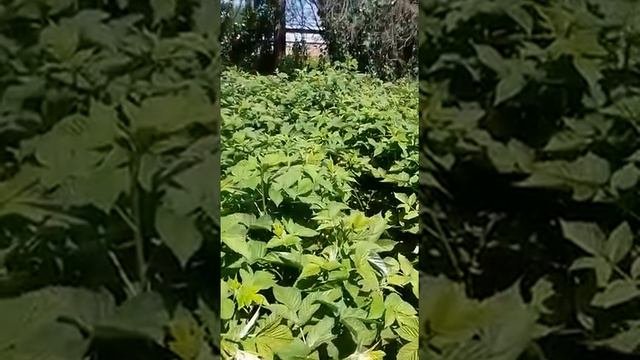 КАК ВЫРАСТИТЬ МАЛИНУ ЭКОЛОГИЧЕСКИ ЧИСТУЮ НА ВАШЕЙ ДАЧЕ!