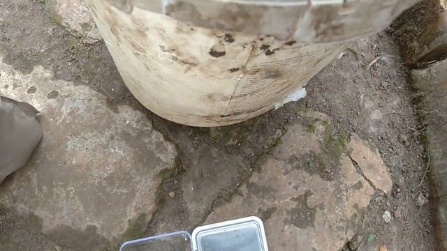 Чем подкормить виноград после цветения. Обязательная подкормка. смотреть онлайн