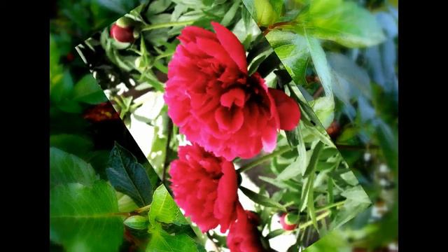 Мои фотографии- (3). смотреть онлайн