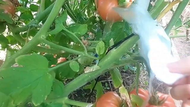 Варю борщ и жарю беляши/Поспели помидоры от Партнёра.Вопрос-ответ землячке из Киргизии. смотреть онлайн