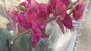 За орхидеей - ночью!))) и обзор орхидей в Леруа Мерлен))) Когда сильно хочется новую орхидею)))))