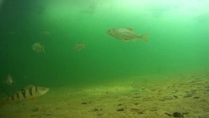 Подводные съемки Братского водохранилища. Поклевка сорожки.