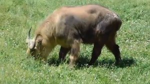 Такин Budorcas taxicolor обитает в бамбуковых лесах на высотах 2000-4500 м, это жвачное жив